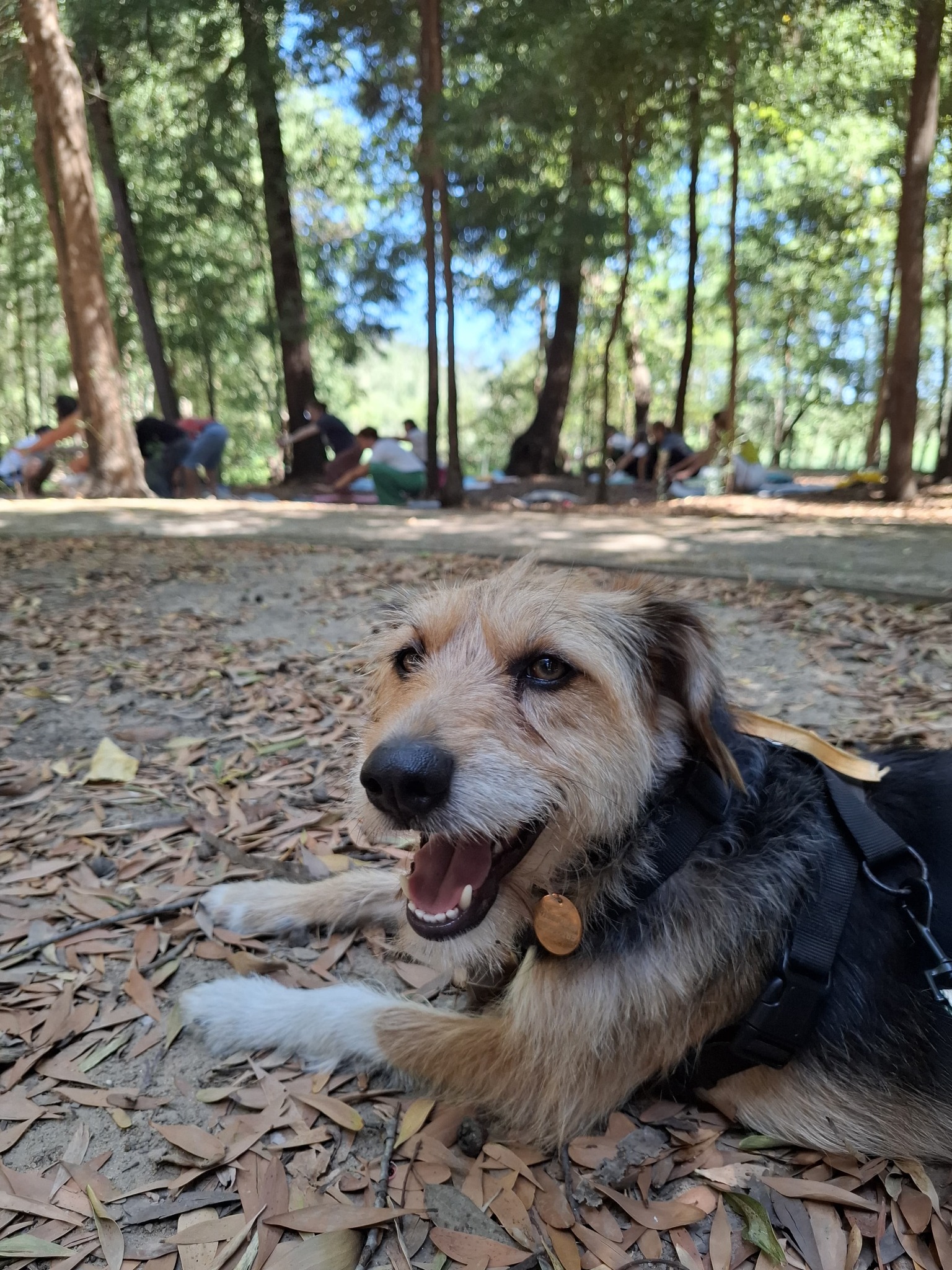 Um companheiro de quatro patas na natureza
